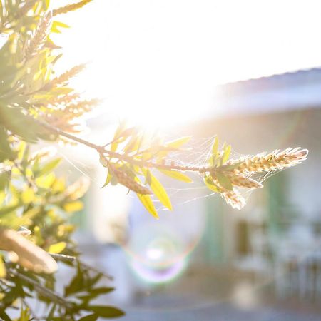 Villa Mina Ostuni Dış mekan fotoğraf